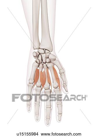 Picture - Human hand muscles. Fotosearch
