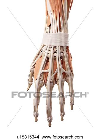 Picture - Human hand muscles. Fotosearch