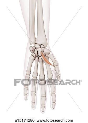 Human hand muscles View Large Photo Image Stock Image - Human hand muscles. Fotosearch