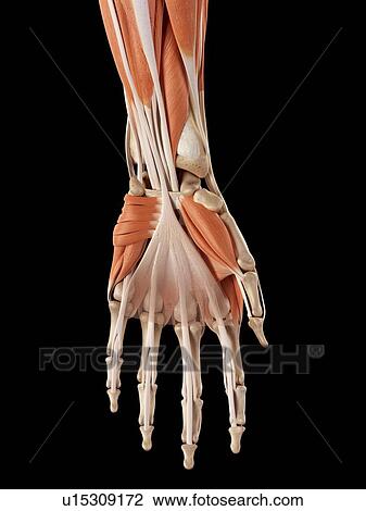 Human hand muscles View Large Photo Image Stock Image - Human hand muscles. Fotosearch