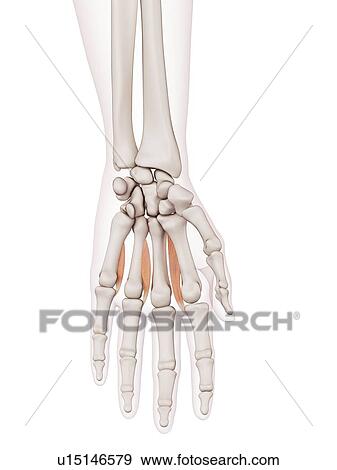 Human hand muscles View Large Photo Image Stock Photo - Human hand muscles. Fotosearch