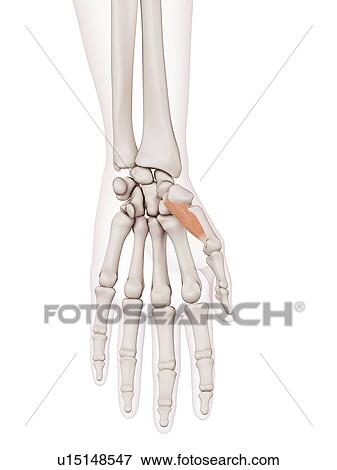 Human hand muscles View Large Photo Image Stock Photo - Human hand muscles. Fotosearch