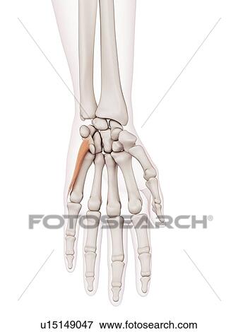 Human hand muscles View Large Photo Image Stock Photo - Human hand muscles. Fotosearch