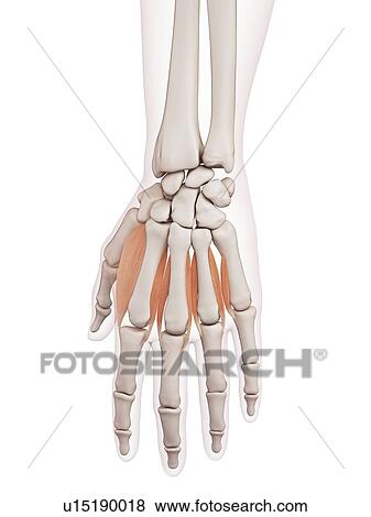 Human hand muscles View Large Photo Image Stock Photo - Human hand muscles. Fotosearch