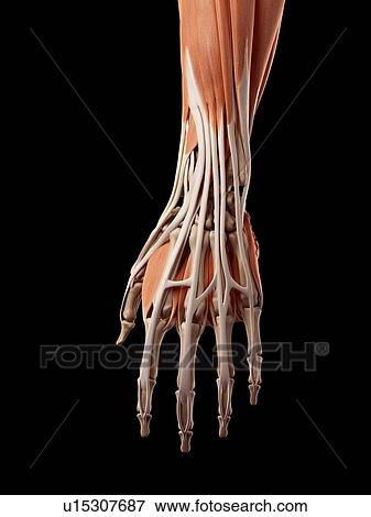 Human hand muscles View Large Photo Image Stock Photo - Human hand muscles. Fotosearch