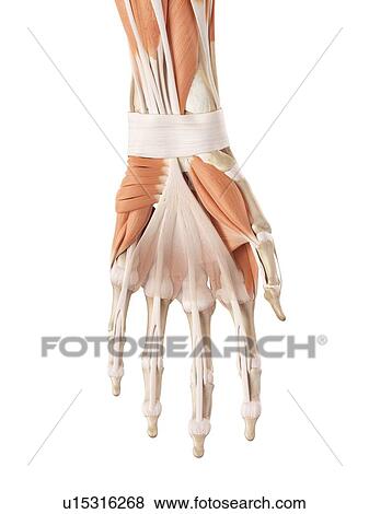 Stock Photo - Human hand muscles. Fotosearch