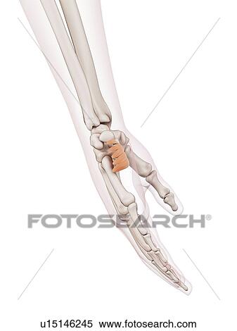 Stock Photography - Human hand muscles. Fotosearch