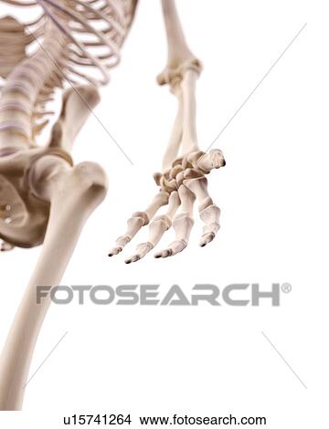 Picture - Human hand nerves. Fotosearch