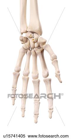 Stock Photography - Human hand nerves. Fotosearch