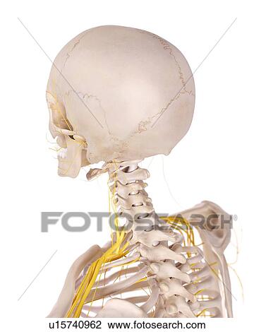 Stock Image - Human head anatomy. Fotosearch