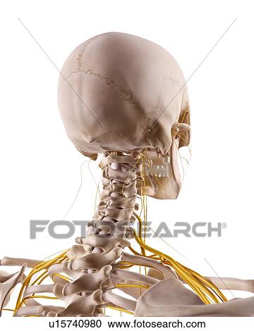 Human head anatomy View Large Photo Image Stock Image - Human head anatomy. Fotosearch