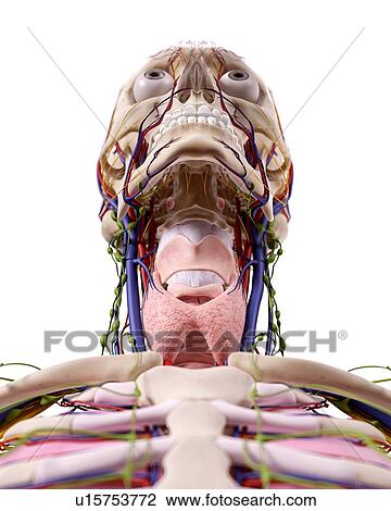 Stock Image - Human head anatomy. Fotosearch