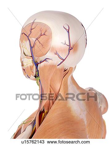 Stock Image - Human head anatomy. Fotosearch