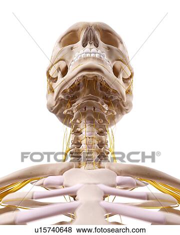Stock Photo - Human head anatomy. Fotosearch