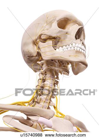 Stock Photo - Human head anatomy. Fotosearch