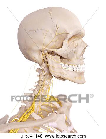 Human head anatomy View Large Photo Image Stock Photo - Human head anatomy. Fotosearch