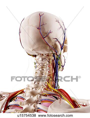 Human head anatomy View Large Photo Image Stock Photo - Human head anatomy. Fotosearch