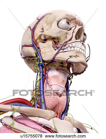 Human head anatomy View Large Photo Image Stock Photo - Human head anatomy. Fotosearch