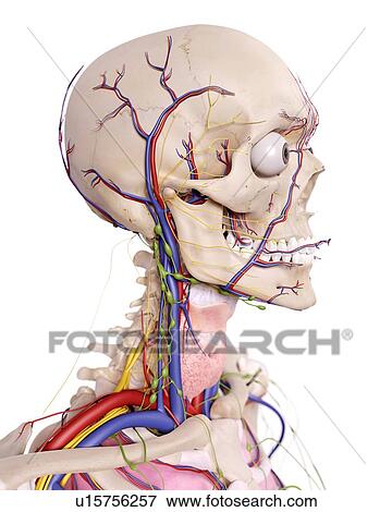 Stock Photo - Human head anatomy. Fotosearch