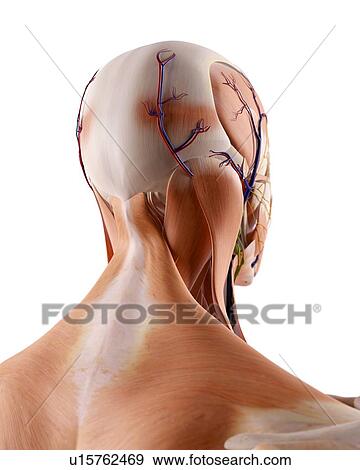 Human head anatomy View Large Photo Image Stock Photo - Human head anatomy. Fotosearch