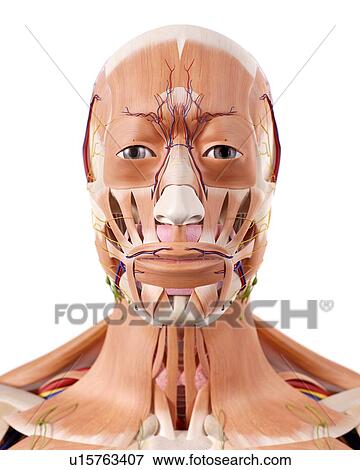 Human head anatomy View Large Photo Image Stock Photo - Human head anatomy. Fotosearch