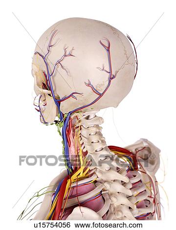 Stock Photograph - Human head anatomy. Fotosearch