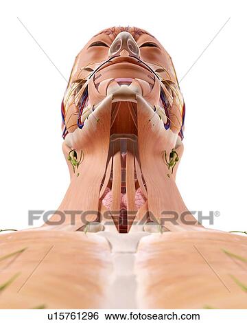 Stock Photograph - Human head anatomy. Fotosearch