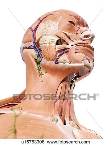 Stock Photograph - Human head anatomy. Fotosearch