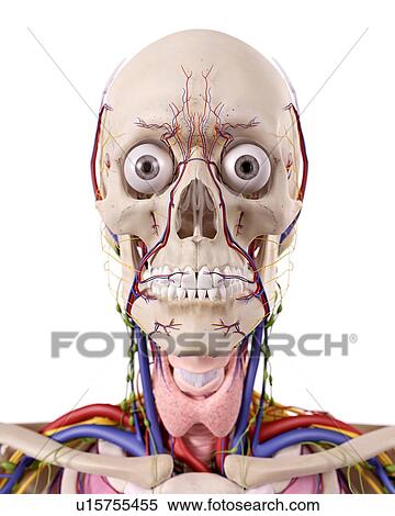 Human head anatomy View Large Photo Image Stock Photography - Human head anatomy. Fotosearch