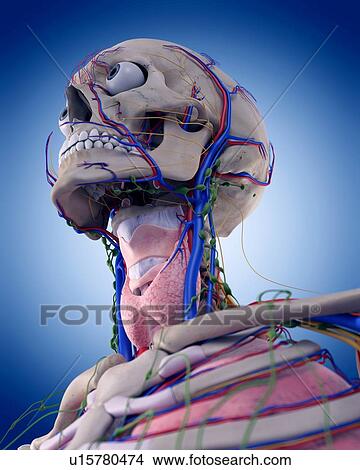 Picture - Human head and neck anatomy. Fotosearch