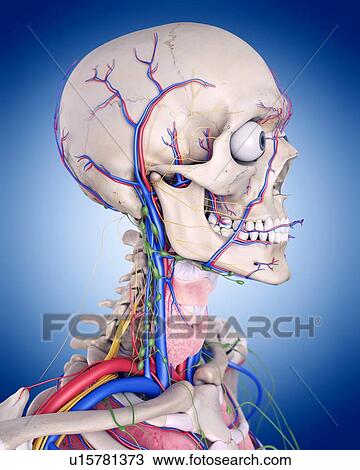 Stock Image - Human head and neck anatomy. Fotosearch
