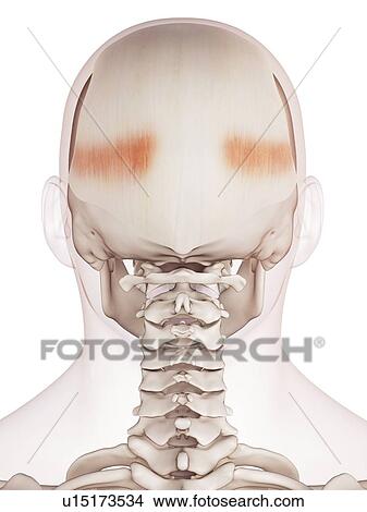 Human head muscles View Large Photo Image Picture - Human head muscles. Fotosearch