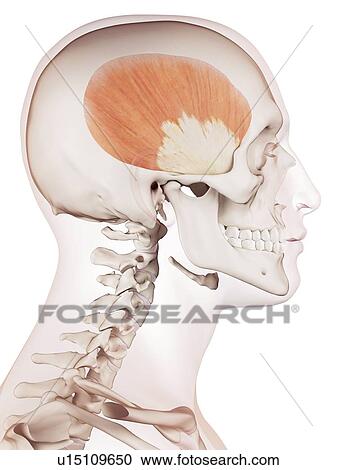 Human head muscles View Large Photo Image Stock Image - Human head muscles. Fotosearch
