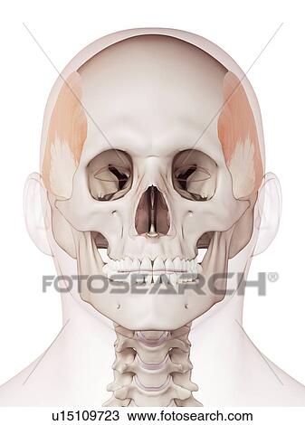 Stock Image - Human head muscles. Fotosearch