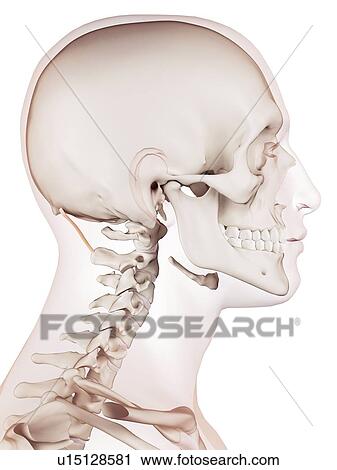 Human head muscles View Large Photo Image Stock Image - Human head muscles. Fotosearch