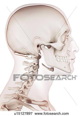 Human head muscles View Large Photo Image Stock Photo - Human head muscles. Fotosearch