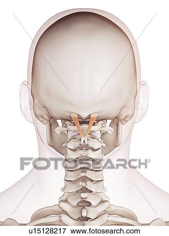 Human head muscles View Large Photo Image Stock Photo - Human head muscles. Fotosearch