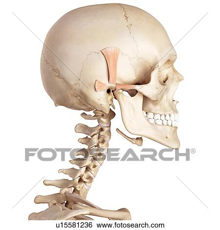 Human head muscles View Large Photo Image Stock Photograph - Human head muscles. Fotosearch