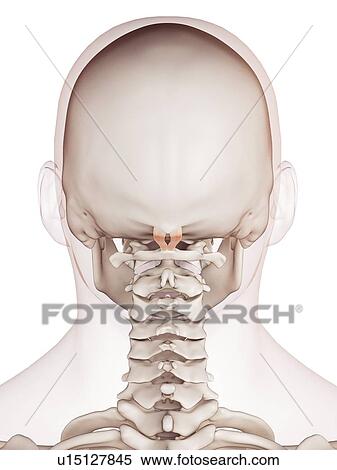 Human head muscles View Large Photo Image Stock Photography - Human head muscles. Fotosearch