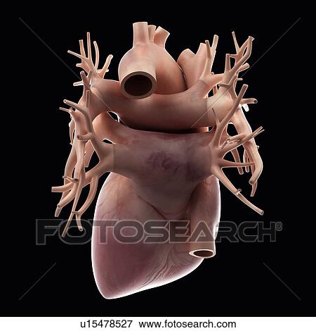 Human heart View Large Photo Image Stock Photo - Human heart. Fotosearch