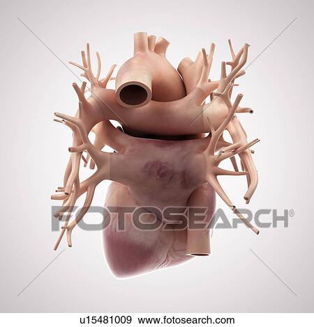 Stock Photo - Human heart. Fotosearch