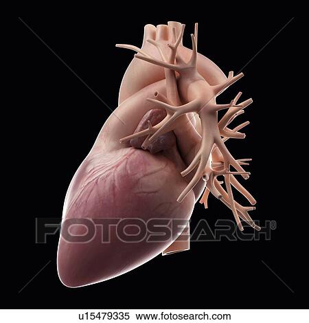 Stock Photography - Human heart. Fotosearch