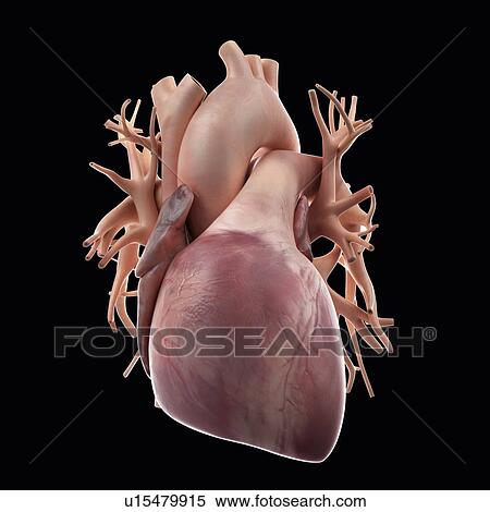 Stock Photography - Human heart. Fotosearch