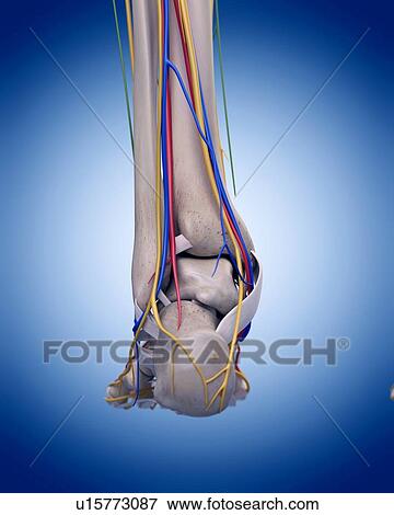 Stock Photo - Human heel anatomy. Fotosearch