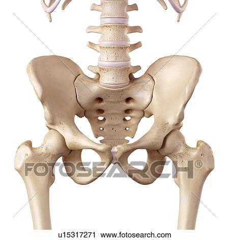 Human hip anatomy View Large Photo Image Stock Image - Human hip anatomy. Fotosearch