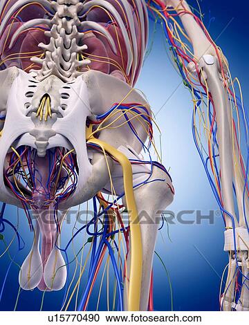 Human hip anatomy View Large Photo Image Stock Image - Human hip anatomy. Fotosearch