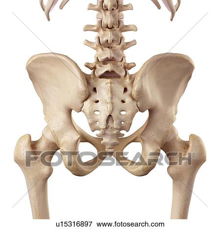 Stock Photo - Human hip anatomy. Fotosearch