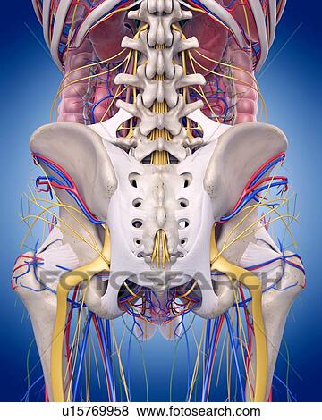 Stock Photo - Human hip anatomy. Fotosearch