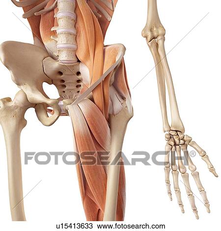 Human hip and leg muscles View Large Photo Image Stock Image - Human hip and leg muscles. Fotosearch
