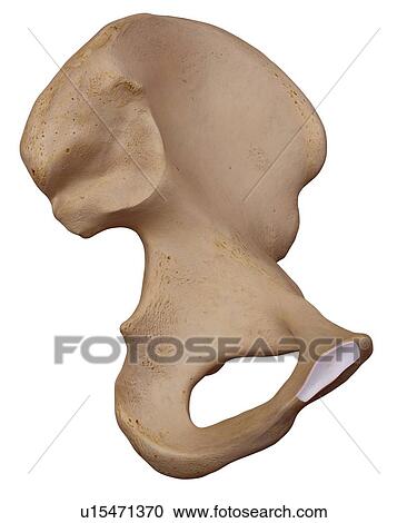 Human hip bone View Large Photo Image Stock Image - Human hip bone. Fotosearch
